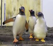 Gay penguin couple Sphen and Magic pictured with their chick Sphengic.