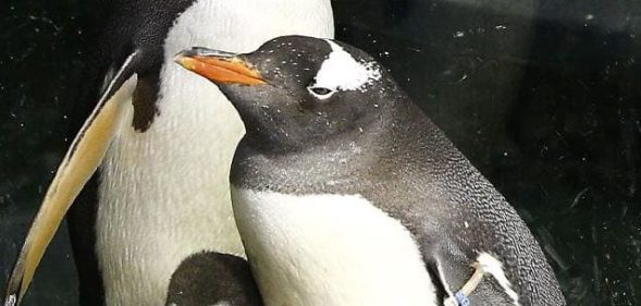 Sphengic pictured with the gay penguin parents after whom she's named.