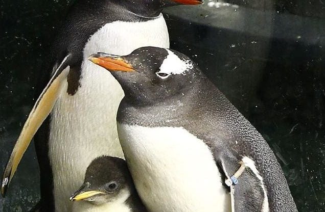 Sphengic pictured with the gay penguin parents after whom she's named.