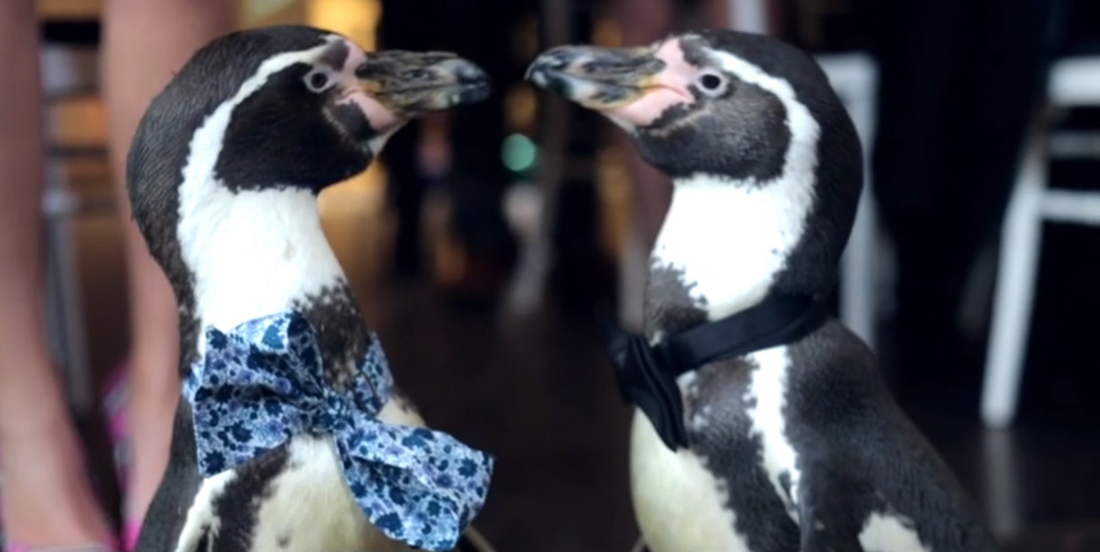 This gay penguin wedding is everything we need on Valentine's Day | PinkNews