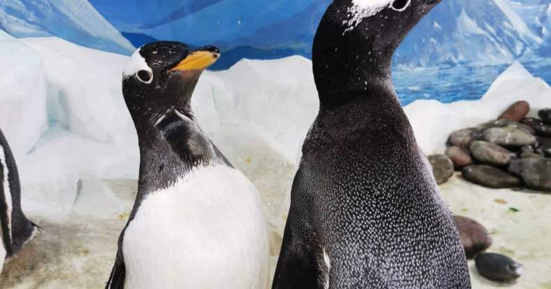 Irish aquarium has two adorable gay penguin couples