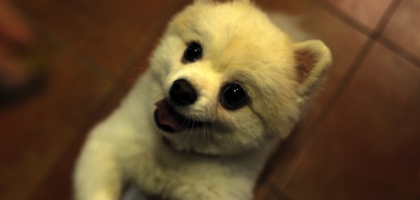 A picture of a pomeranian dog
