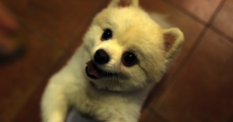 A picture of a pomeranian dog