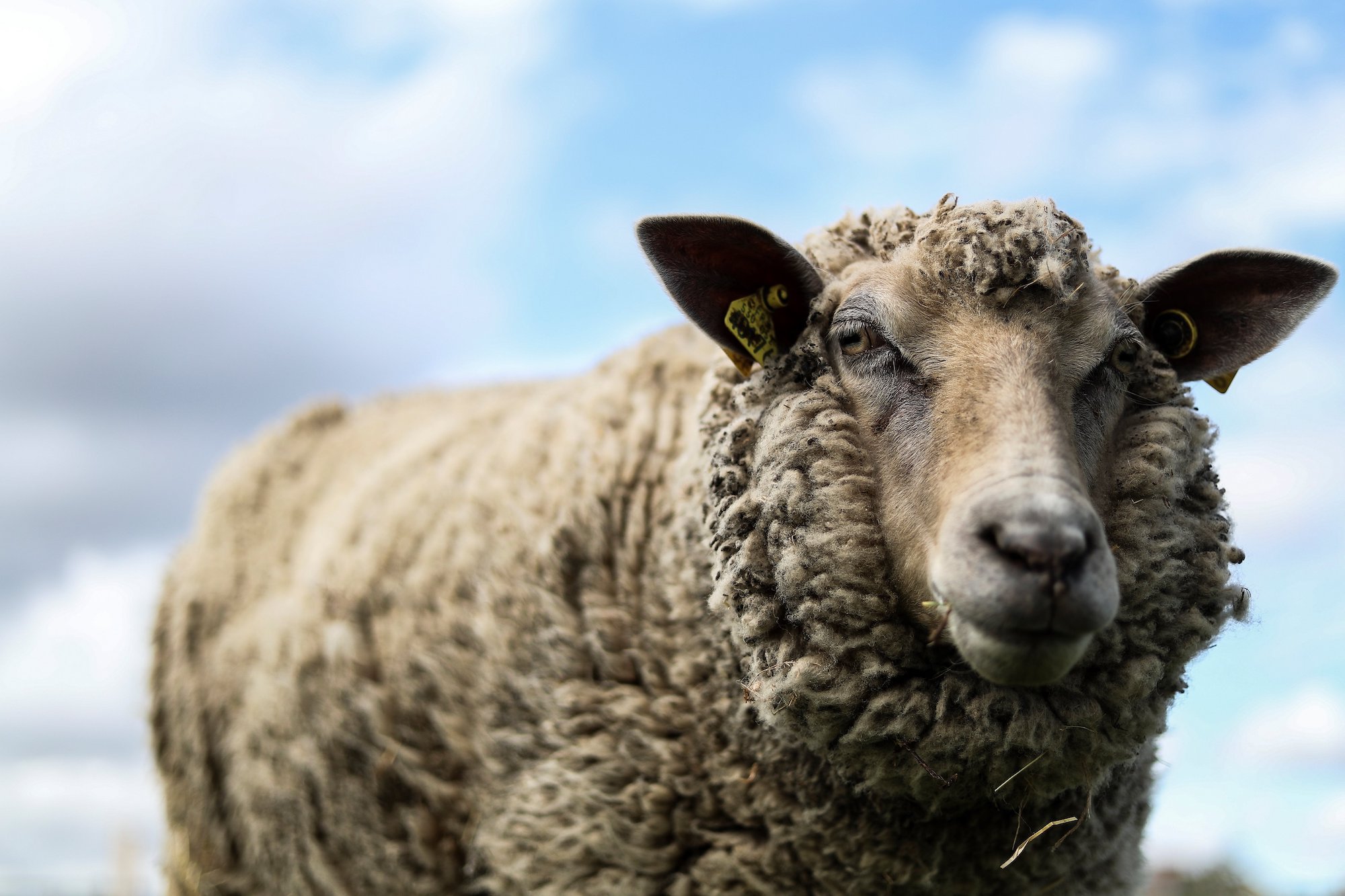 Gey Rams Gay farmer raises gay sheep he saved from slaughterhouse