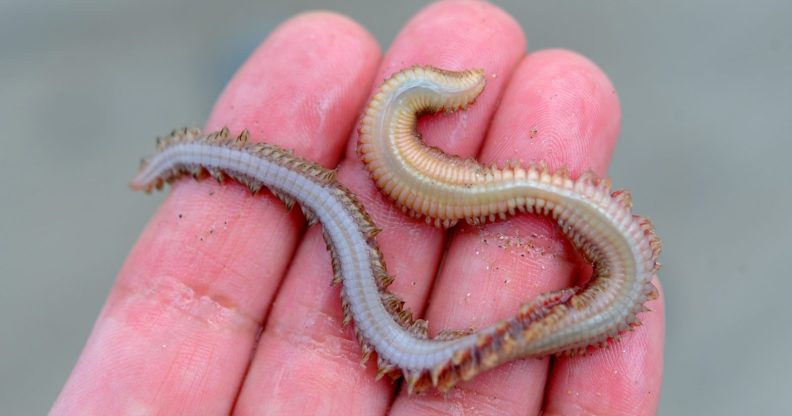 There's a species of asexual worm that hasn't had sex in 18