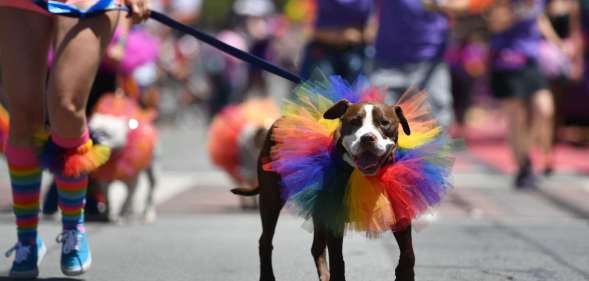 A dog is walked along the San Francisco Pride parade route in San Francisco, California (JOSH EDELSON/AFP/Getty)