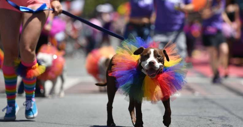 A dog is walked along the San Francisco Pride parade route in San Francisco, California (JOSH EDELSON/AFP/Getty)