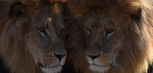 Two lions are pictured at the zoo of Hellabrunn in Munich, southern Germany, on March 23, 2017 (Christof Stache/AFP/Getty)