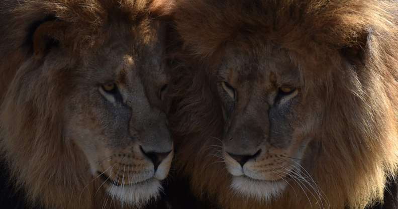 Two lions are pictured at the zoo of Hellabrunn in Munich, southern Germany, on March 23, 2017 (Christof Stache/AFP/Getty)