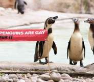 Gay penguins London Zoo