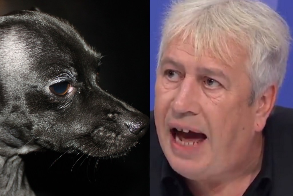 A black chihuahua and Rod Liddle