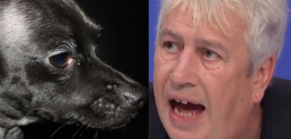 A black chihuahua and Rod Liddle