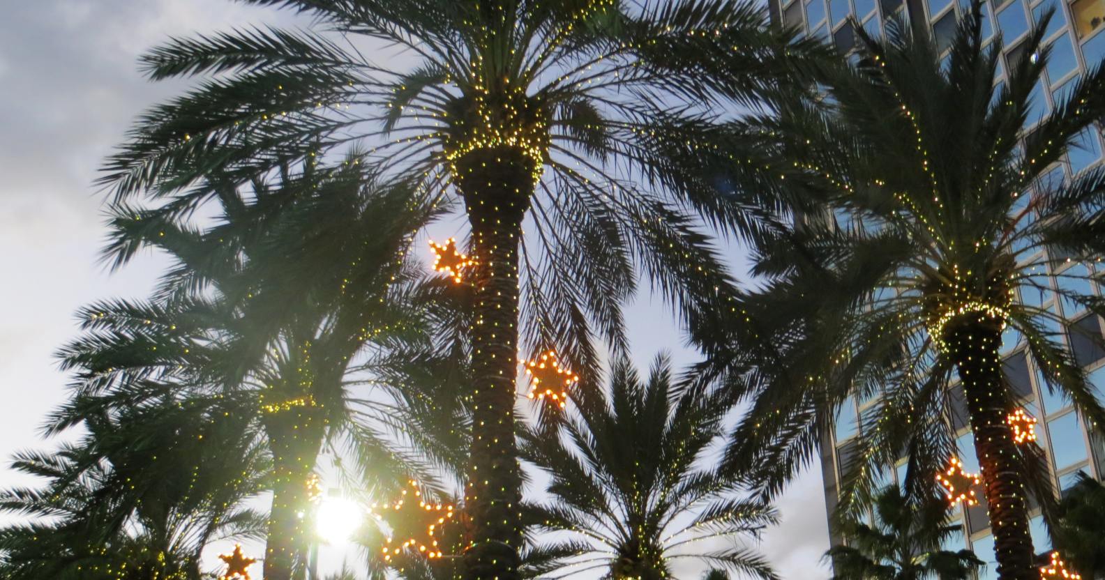 Christmas quiz: Christmas palm trees
