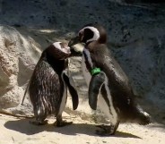 gay penguin