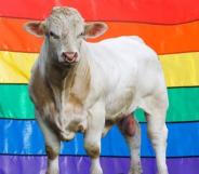 Gay Benjy the Bull