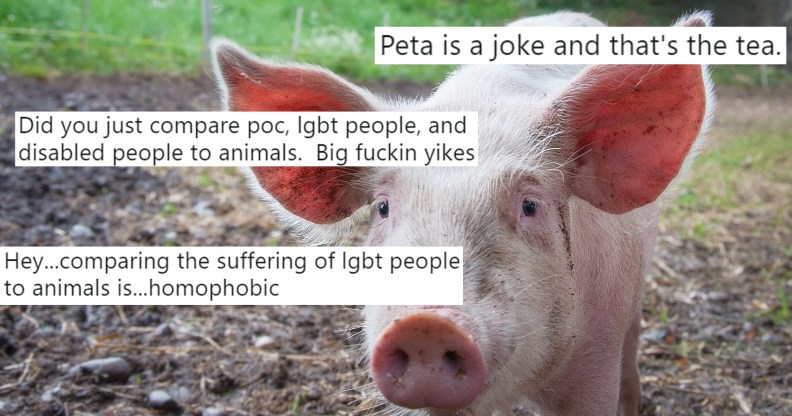 A photo of a pig overlaid with tweets responding to PETA's tweets