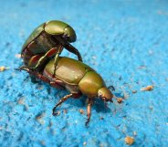 Homosexuality in nature: Gay animals. Beetles having sex