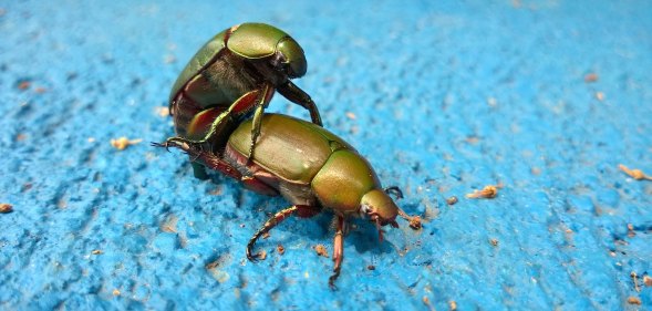 Homosexuality in nature: Gay animals. Beetles having sex