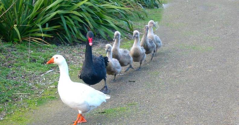 Henry the swan and Thomas the goose