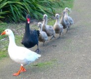 Thomas the blind bisexual goose (left) and Henry the bisexual swan.