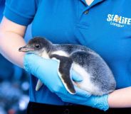 lesbian penguin couple welcome baby chick