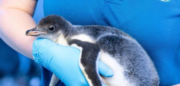 lesbian penguin couple welcome baby chick