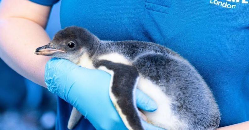 lesbian penguin couple welcome baby chick