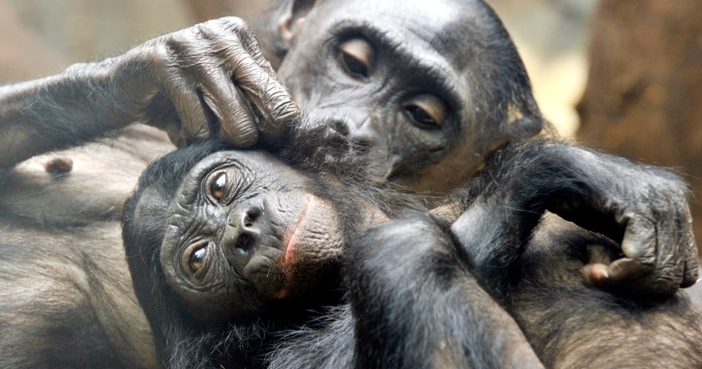 Two pygmy chimpanzees delouse eachother (BORIS ROESSLER/AFP/Getty Images)
