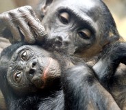 Two pygmy chimpanzees delouse eachother (BORIS ROESSLER/AFP/Getty Images)
