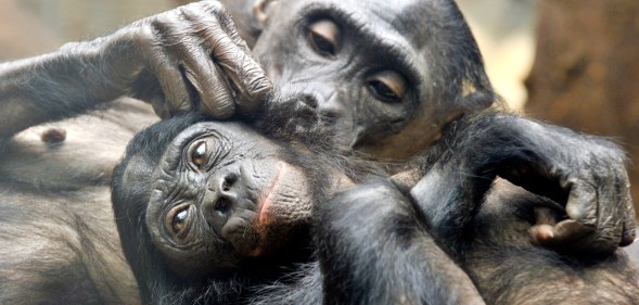 Two pygmy chimpanzees delouse eachother (BORIS ROESSLER/AFP/Getty Images)