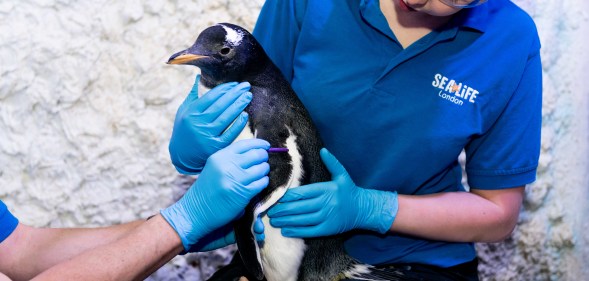 gender neutral penguin chick