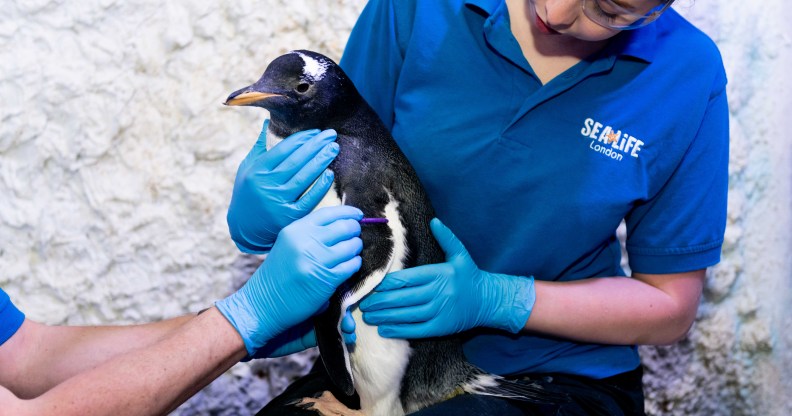 gender neutral penguin chick