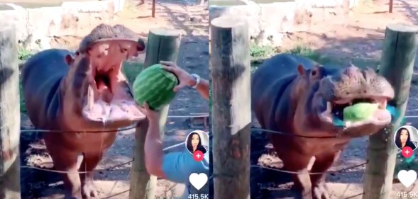 A couple enlisted a hippo to do the honours at what some Twitter users have said is the "worst gender reveal" party ever. (TikTok)