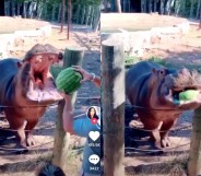 A couple enlisted a hippo to do the honours at what some Twitter users have said is the "worst gender reveal" party ever. (TikTok)