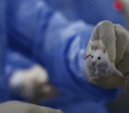 A gloved hand holding a lab mouse