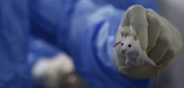 A gloved hand holding a lab mouse