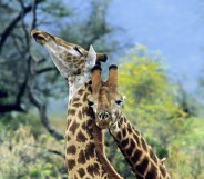 Beijing Queer Chorus: Tender shadow puppets tell gay giraffe lovestory