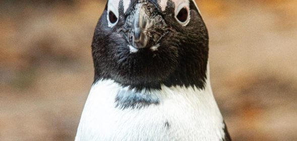 Gay penguin couple steals egg