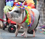 gay and bisexual animals