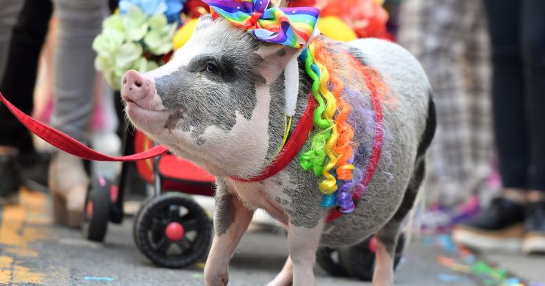 gay and bisexual animals