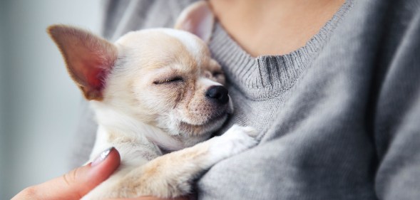 gay and bi couples with dogs