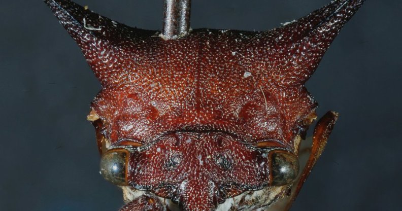 The new unique species of treehopper, officially named Kaikaia gaga, was discovered on the Pacific coast of Nicaragua