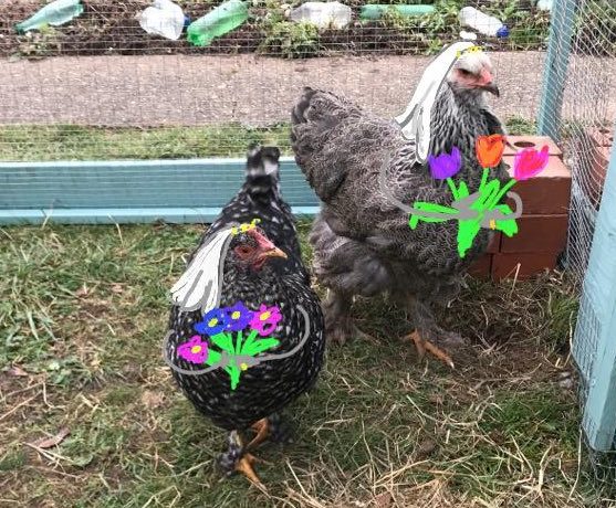 The ultimate quarantine love story is about two lesbian chickens