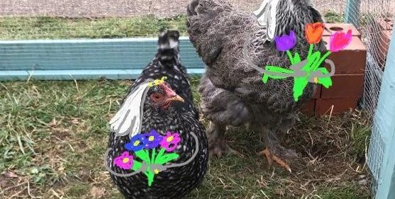 These lesbian chickens are the ultimate quarantine love story