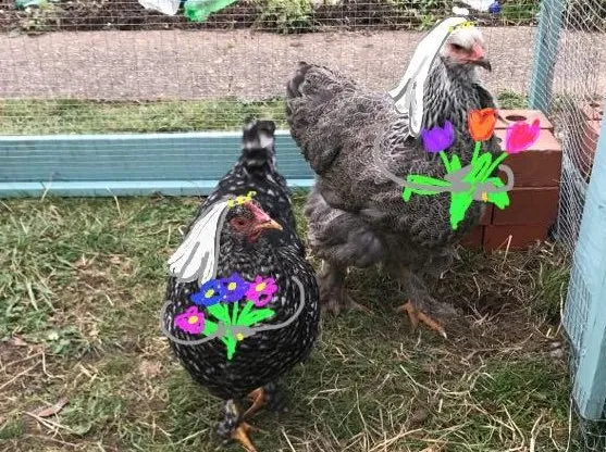 These lesbian chickens are the ultimate quarantine love story