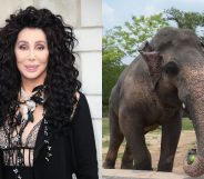 Cher shared her delight in the news that a lonely elephant in Pakistan is being freed. (Mike Marsland/Mike Marsland/WireImage/AAMIR QURESHI/AFP via Getty Images)