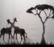 Shadow puppets of two gay giraffes rubbing necks