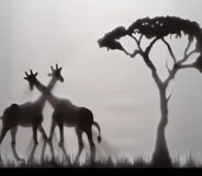 Shadow puppets of two gay giraffes rubbing necks