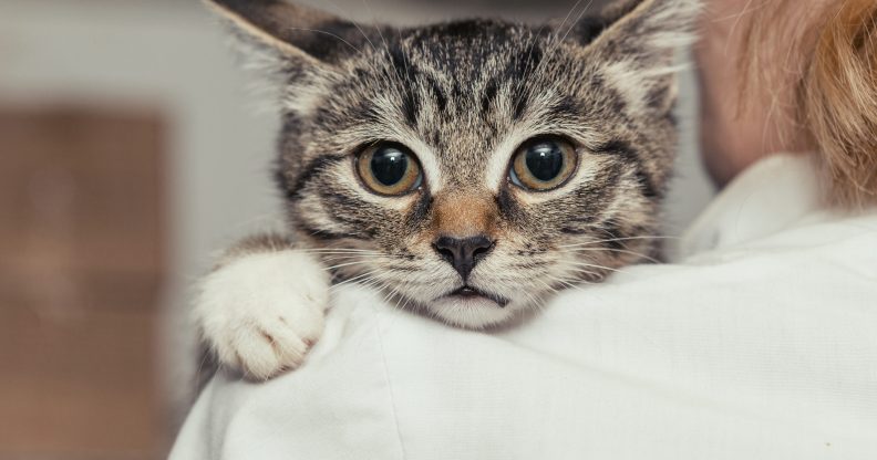 homophobic attack cat in bin