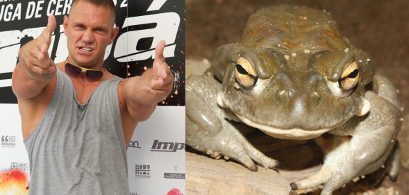 Spanish porn star Nacho Vidal (L) and the bufo alvarius toad. (Carlos Alvarez/Getty Images/Wikimedia Commons)